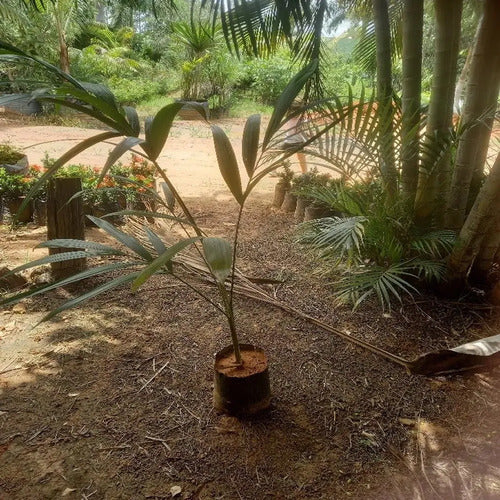 Palmera De Acaí Listas Para Plantar Rondan 25cm Verde