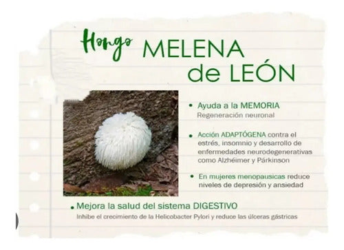 Hongo Melena De León - Kit 2 Frascos - 120 Cápsulas 500mg Neutro
