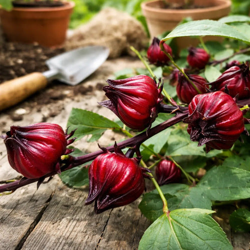 30 Semillas De Hibisco Hibiscus Sabdariffa - Flor De Jamaica