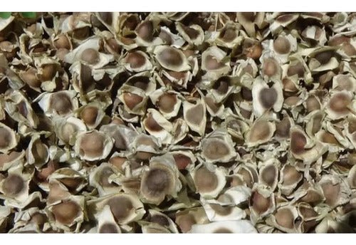 Semillas De Moringa Recien Cosechadas!!!
