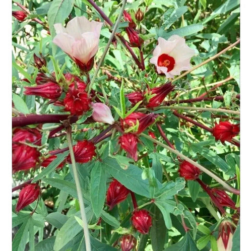 30 Semillas De Hibisco Hibiscus Sabdariffa - Flor De Jamaica