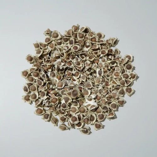 Semillas De Moringa Recien Cosechadas!!!