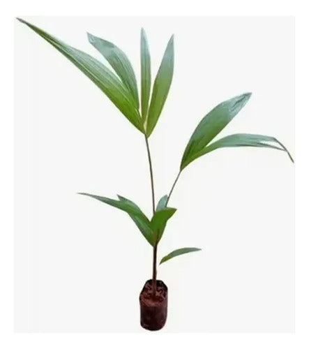 Palmera De Acaí Listas Para Plantar Rondan 25cm Verde