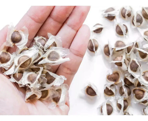 Semillas De Moringa Recien Cosechadas!!!