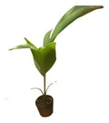 Palmera De Acaí Listas Para Plantar Rondan 25cm Verde