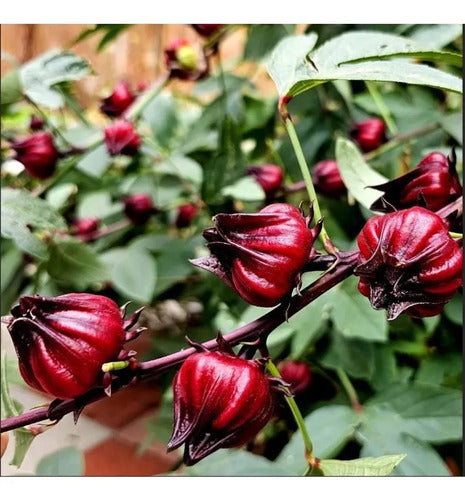 30 Semillas De Hibisco Hibiscus Sabdariffa - Flor De Jamaica