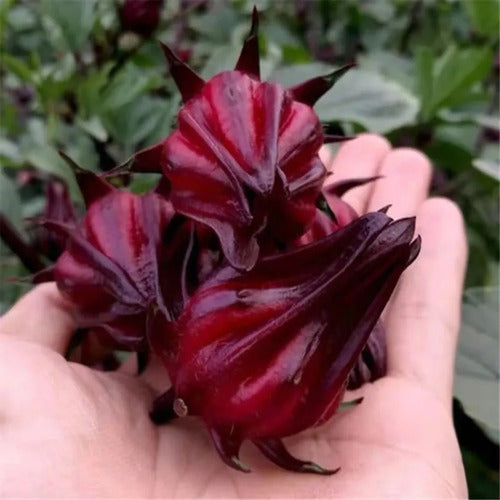 30 Semillas De Hibisco Hibiscus Sabdariffa - Flor De Jamaica