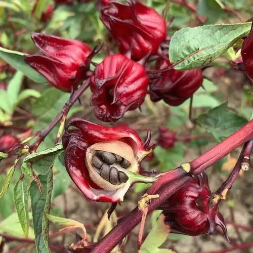 30 Semillas De Hibisco Hibiscus Sabdariffa - Flor De Jamaica