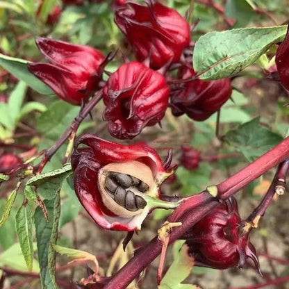 30 Semillas De Hibisco Hibiscus Sabdariffa - Flor De Jamaica