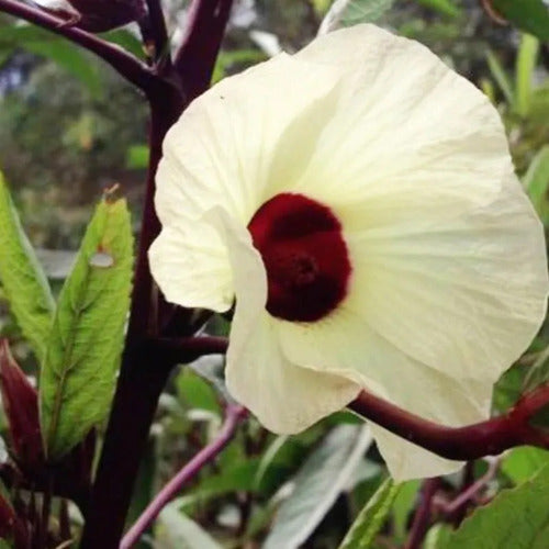 30 Semillas De Hibisco Hibiscus Sabdariffa - Flor De Jamaica