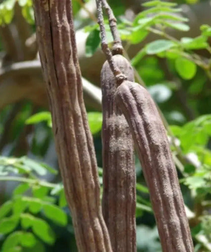 Semillas De Moringa Recien Cosechadas!!!