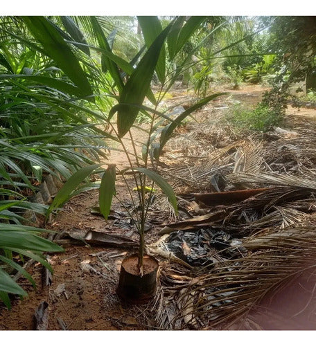 Palmera De Acaí Listas Para Plantar Rondan 25cm Verde