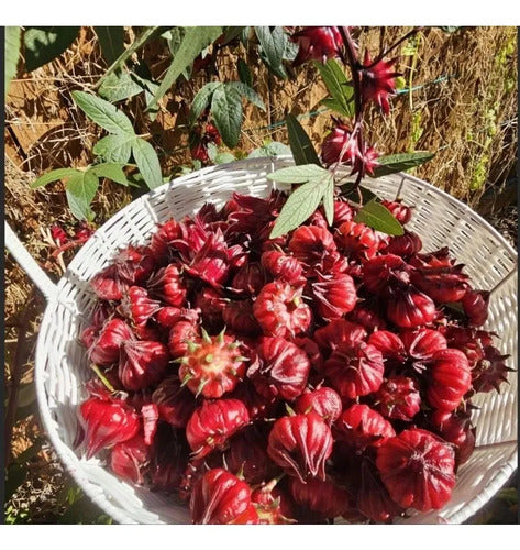 30 Semillas De Hibisco Hibiscus Sabdariffa - Flor De Jamaica