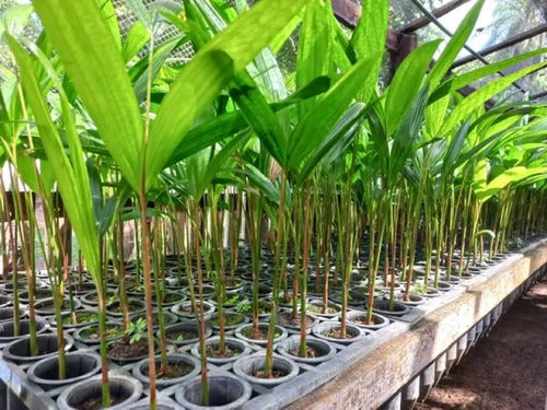 Palmera De Acaí Listas Para Plantar Rondan 25cm Verde