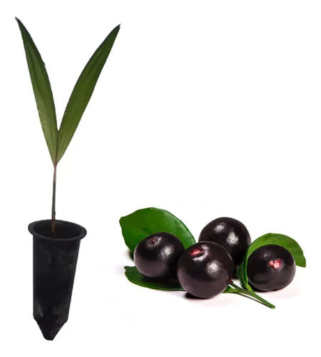 Palmera De Acaí Listas Para Plantar Rondan 25cm Verde