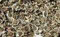 Semillas De Moringa Recien Cosechadas!!!