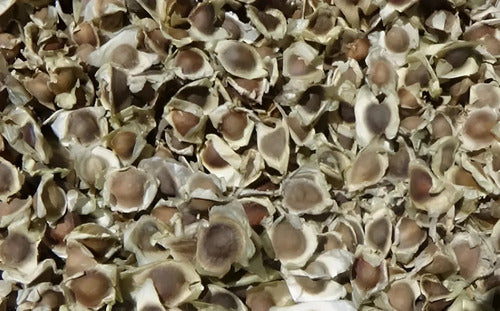 Semillas De Moringa Recien Cosechadas!!!