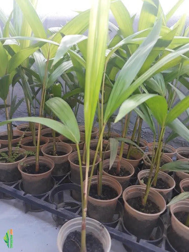 Palmera De Acaí Listas Para Plantar Rondan 25cm Verde